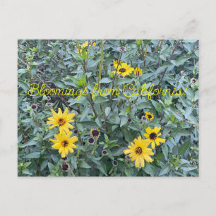 Carte Postale Bloomings de Californie : Encelia californica