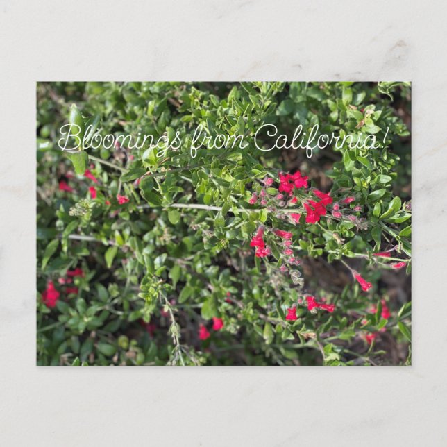 Carte Postale Bloomings de Californie : Gambelia speciosa (Devant)