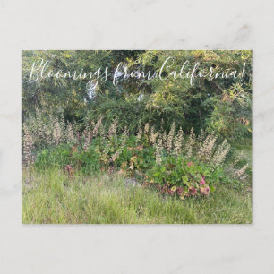 Carte Postale Bloomings de Californie : Heuchera maxima Postcar