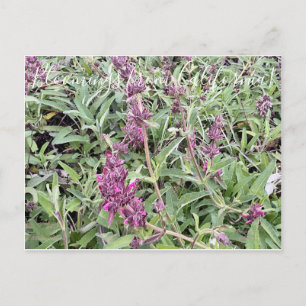 Carte Postale Bloomings de Californie : Hummingbird Sage