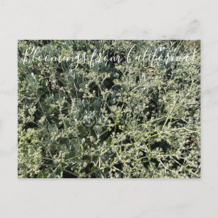 Carte Postale Bloomings de Californie : la dentelle de Sainte Ca