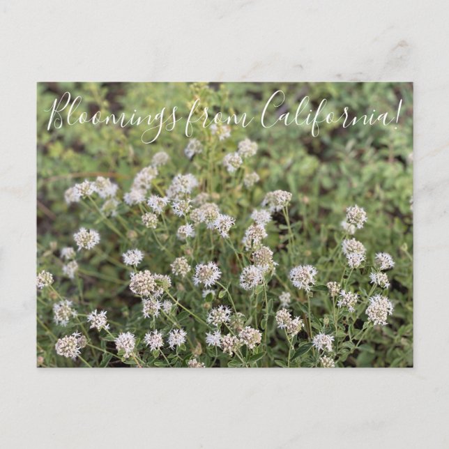 Carte Postale Bloomings de Californie : Mountain Coyote Mint (Devant)