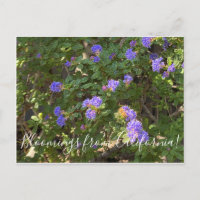 Bloomings de Californie : Mountain Lilac