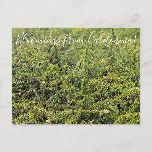 Carte Postale Bloomings de Californie : Nicolas Chamise Postcar