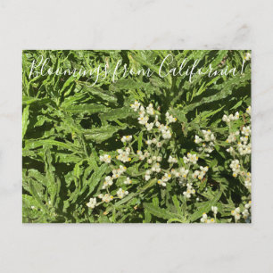 Carte Postale Bloomings de Californie : Pearly Everduring