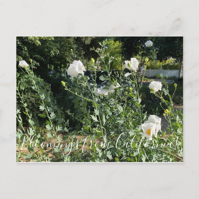 Carte Postale Bloomings de Californie : Poppies Matilija (Devant)