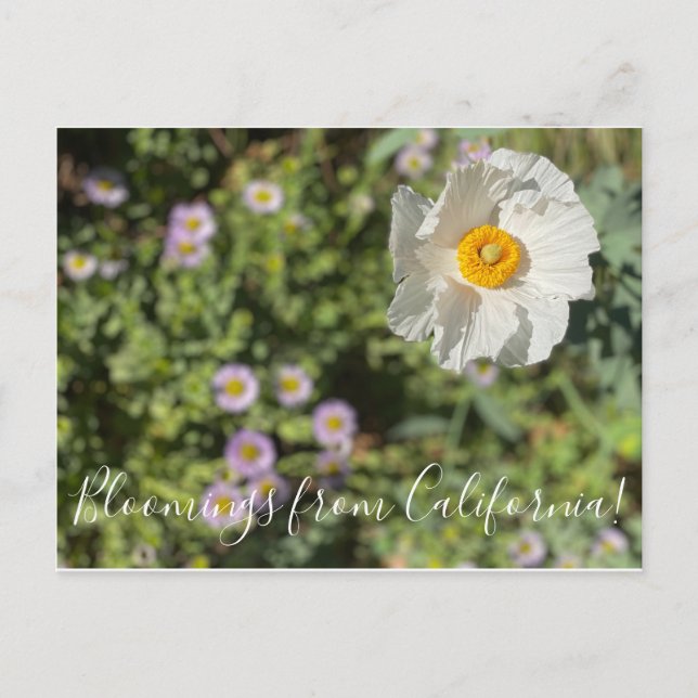 Carte Postale Bloomings de Californie : Poppy Matilija (Devant)
