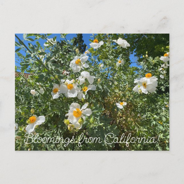 Carte Postale Bloomings de Californie : Poppy Matilija (Devant)
