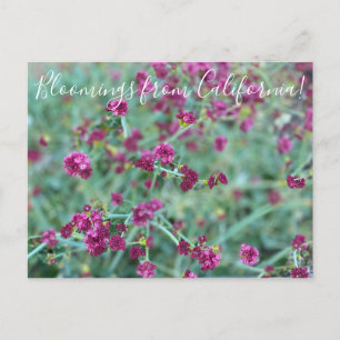 Carte Postale Bloomings de Californie : Pos de sarrasin de Redfl