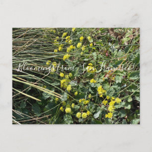 Carte Postale Bloomings de Californie : Poster du sarrasin jaune