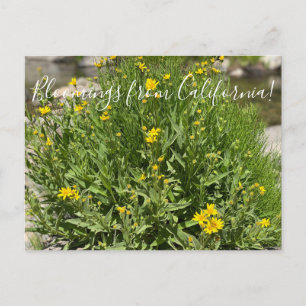 Carte Postale Bloomings de Californie : Printemps de seep Arnica