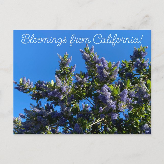 Carte Postale Bloomings de Californie : Ray Hartman Ceanothus (Devant)