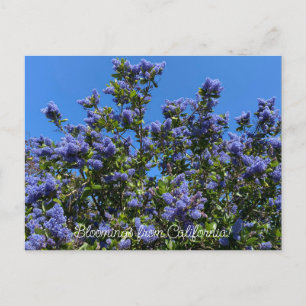 Carte Postale Bloomings de Californie : Ray Hartman Ceanothus