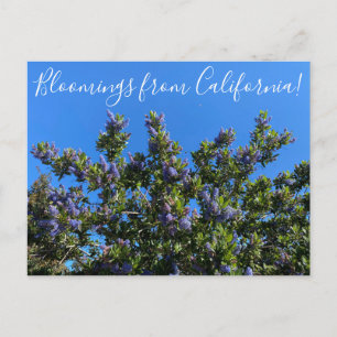 Carte Postale Bloomings de Californie : Ray Hartman Ceanothus