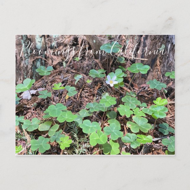 Carte Postale Bloomings de Californie : Redwood Sorrel (Devant)