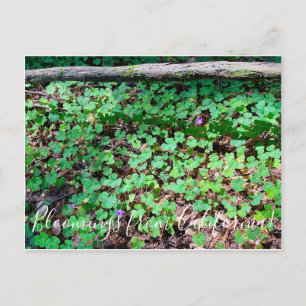 Carte Postale Bloomings de Californie : Redwood Sorrel