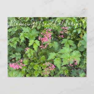 Carte Postale Bloomings de Californie : Rosada Alumroot