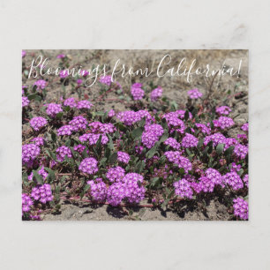 Carte Postale Bloomings de Californie : Sable rose Verbena