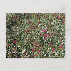 Carte Postale Bloomings de Californie : Sarrasin à fleurs rouges