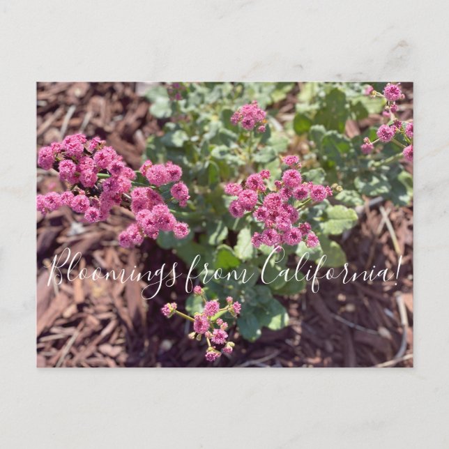 Carte Postale Bloomings de Californie : Sarrasin de Redflower (Devant)