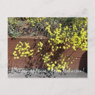 Carte Postale Bloomings de Californie : sarrasin jaune