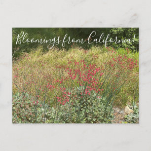 Carte Postale Bloomings de Californie : Sarrasin rouge