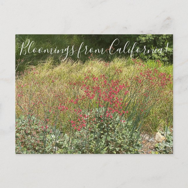 Carte Postale Bloomings de Californie : Sarrasin rouge (Devant)