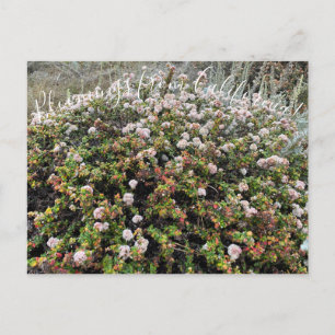 Carte Postale Bloomings de Californie : Seacliff Buckblé