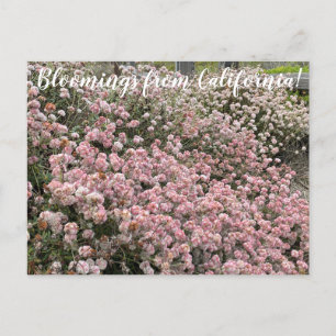 Carte Postale Bloomings de Californie : Seacliff Buckblé