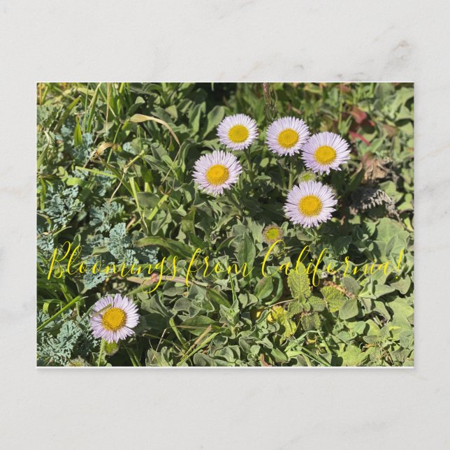 Carte Postale Bloomings de Californie : Seaside Daisy (Devant)