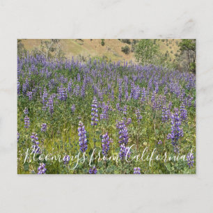 Carte Postale Bloomings de Californie : Sky Lupines