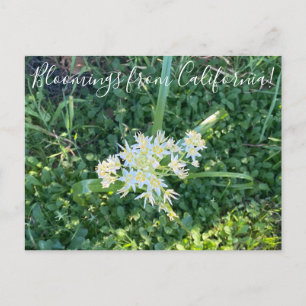 Carte Postale Bloomings de Californie : Star Lily