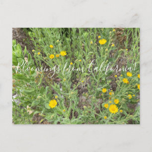 Carte Postale Bloomings de Californie : Telegraph Flowers Postc