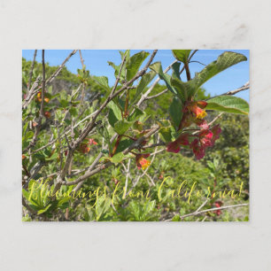 Carte Postale Bloomings de Californie : Twinberry Honeysuckle