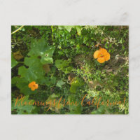 Bloomings de Californie : Vent Poppies
