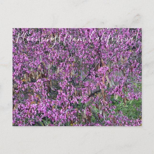 Carte Postale Bloomings de Californie : Western Redbud Postcard (Devant)