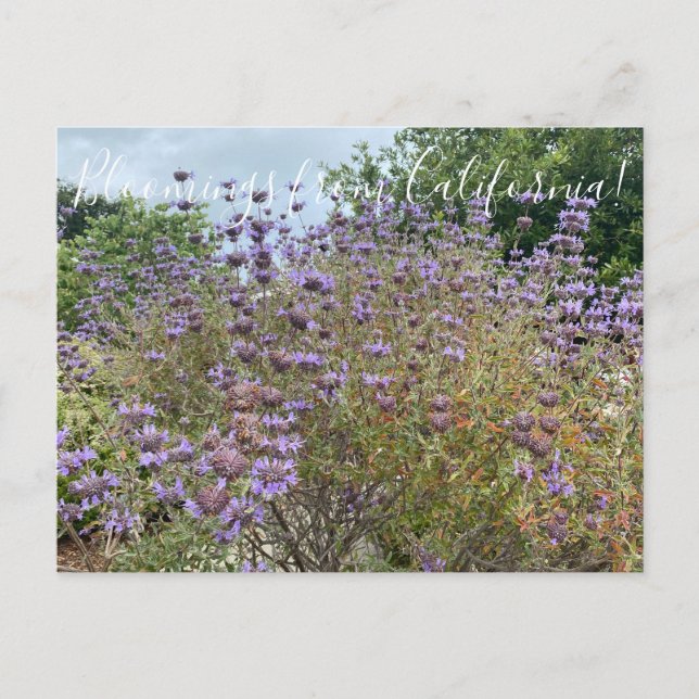 Carte Postale Bloomings de Sunnyvale : Cleveland Sage (Devant)