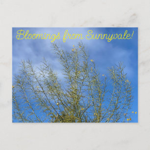 Carte Postale Bloomings de Sunnyvale : Musée du désert Palo Verd