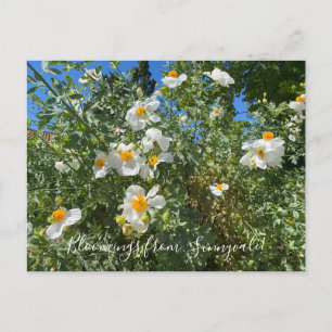 Carte Postale Bloomings de Sunnyvale : Poppy Matilija