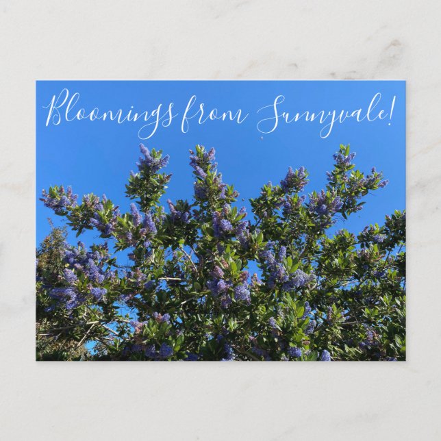 Carte Postale Bloomings de Sunnyvale : Ray Hartman Ceanothus (Devant)