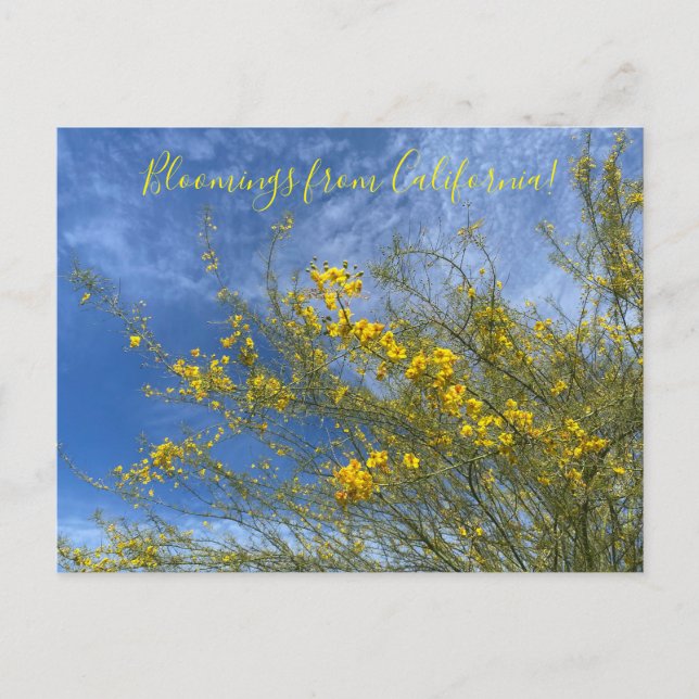 Carte Postale Bloomings du California Desert Museum Palo Verde (Devant)