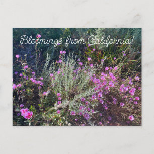 Carte Postale Bloomings from California : Adieu au printemps!