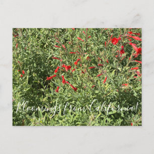 Carte Postale Bloomings from California : Californie Fuchsia