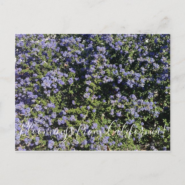 Carte Postale Bloomings from California ! : Californie Lilac (Devant)