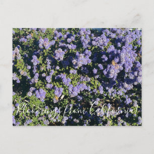 Carte Postale Bloomings from California : Ceanothus Dark Star