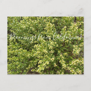 Carte Postale Bloomings from California : Coyote Bush