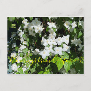Carte Postale Bloomings from California ! : Faux orange