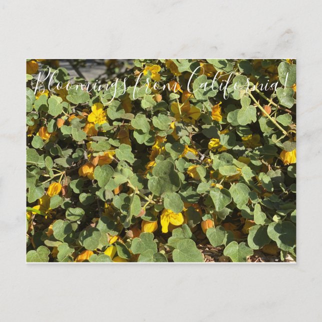 Carte Postale Bloomings from California : Flannel Bush (Devant)