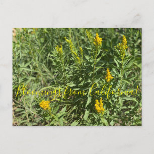 Carte Postale Bloomings from California : Goldenrod