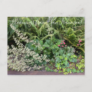 Carte Postale Bloomings from California : Heuchera maxima